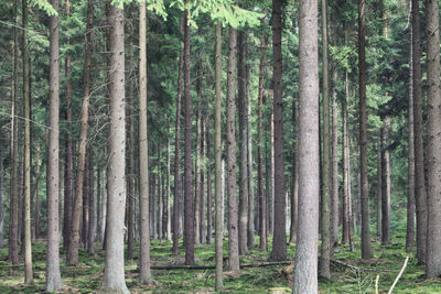 View of spruce trees in forest