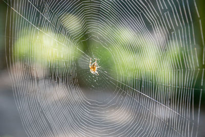 Close-up of spider on web