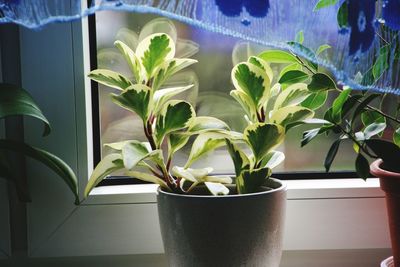 Close-up of potted plant at home