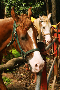 Horses in pen