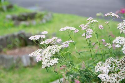 Close-up of white flowers