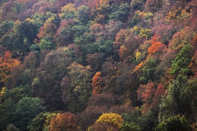 Scenic view of trees during sunset