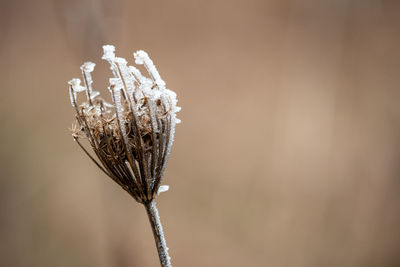 Close-up of wilted plant