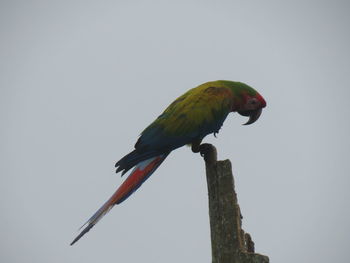 Low angle view of parrot perching on tree against sky