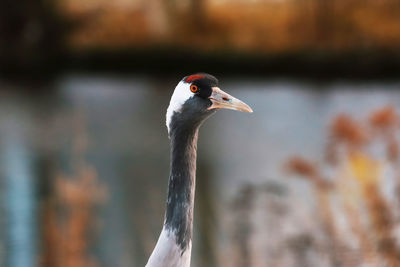 Close-up of a bird