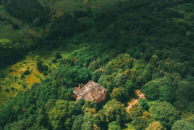 High angle view of plants and trees in forest