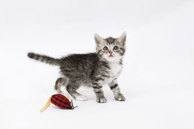 Portrait of kitten against white background