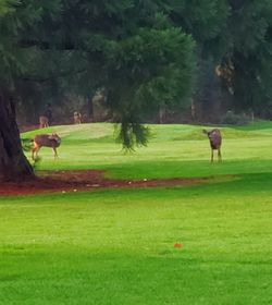 View of playing on grassy field