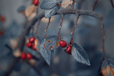 Close-up of berries on tree