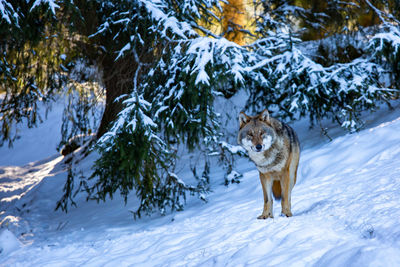 Dog standing on snow