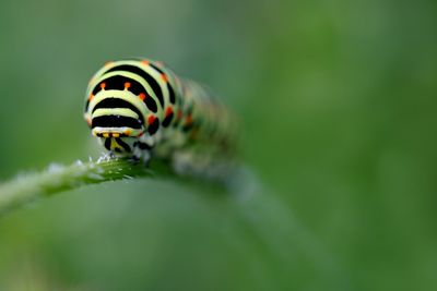 Close-up of ladybug