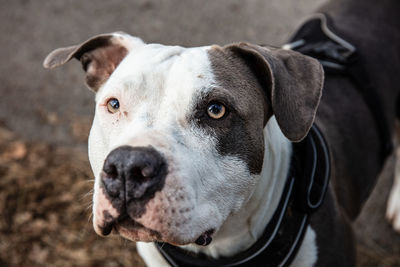 Close-up portrait of a dog