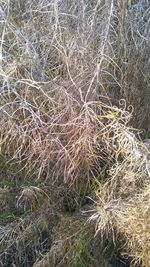 Full frame shot of plants