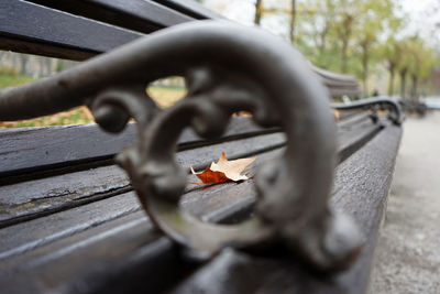 Close-up of leaf on bench