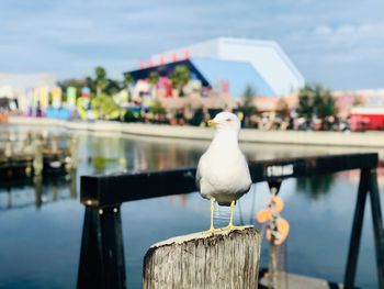 Seagull perching on wooden post