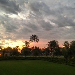 Palm trees on field against cloudy sky