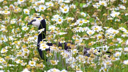 View of white flowering plants on field