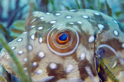 Close-up of fish swimming in sea