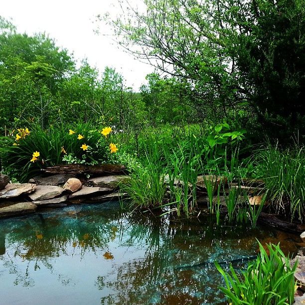 water, tree, animals in the wild, animal themes, wildlife, lake, plant, nature, bird, reflection, green color, growth, pond, tranquility, beauty in nature, rock - object, day, waterfront, tranquil scene, leaf