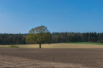 Scenic view of field against clear blue sky