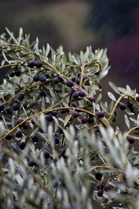 Close-up of plants