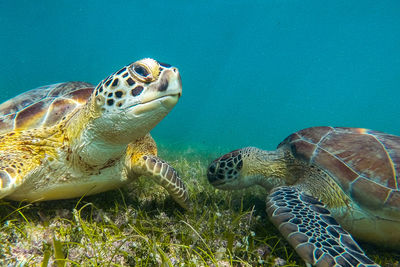 Close-up of turtle swimming in sea