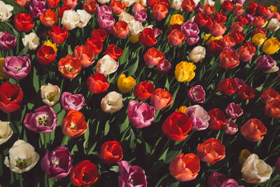 High angle view of multi colored tulips