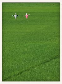 Grass growing on grassy field