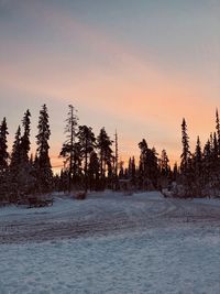 Trees on snow covered land against sky during sunset