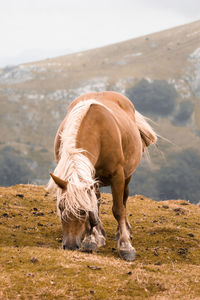 View of horse grazing on field