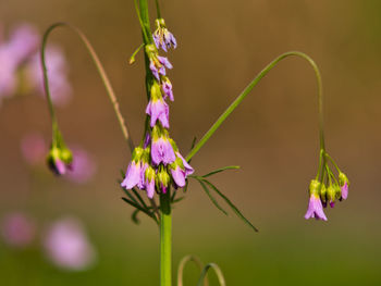 Close-up of purple flowering plant
