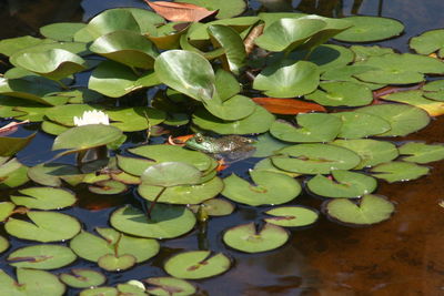 Leaves floating on pond