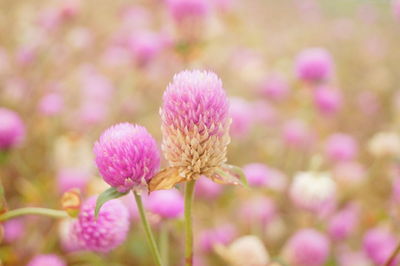 Close-up of pink flowering plant on field