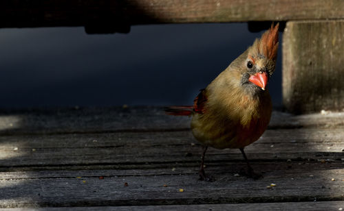 Close-up of bird perching on wood