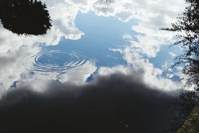 Reflection of trees in water