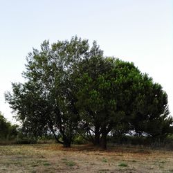 Trees on field against clear sky