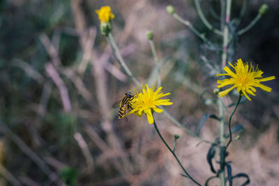 Close-up of bee pollinating on yellow flower, hoverfly