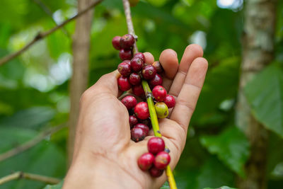 Close-up of hand holding fruits