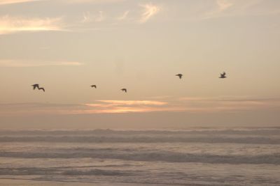 Silhouette birds flying over sea against sky during sunset