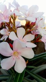 Close-up of white flowers blooming outdoors
