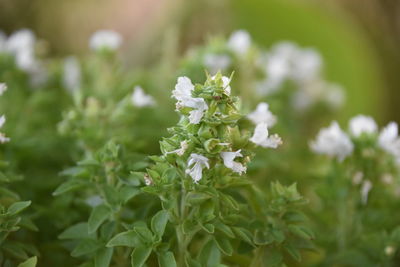 Close-up of white flowering plant