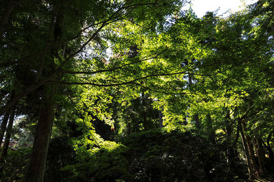 Low angle view of bamboo trees in forest