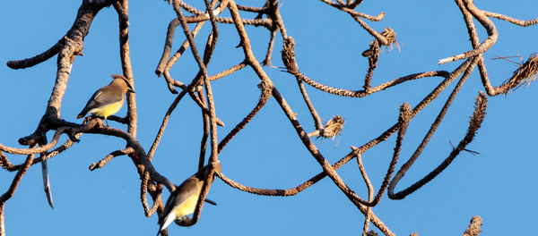 Group of cedar waxing birds bombycilla cedrorum perch on a pine tree in naples, florida