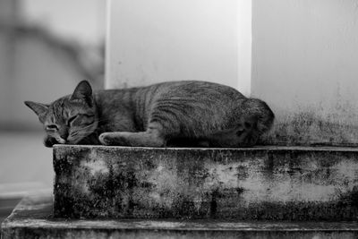 Close-up of cat relaxing against wall