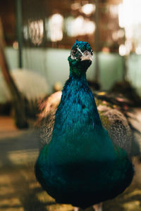 peacock