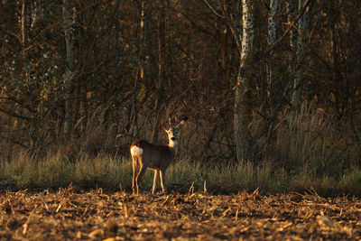 Deer standing in a forest