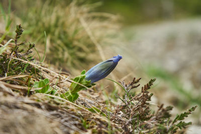 Close-up of bird perching on a land