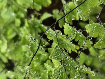 Close-up of plant