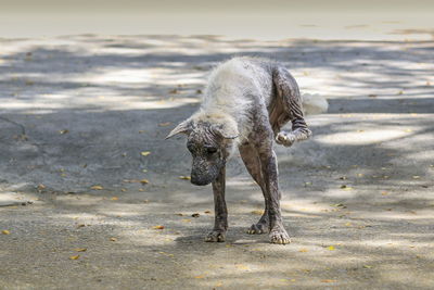 Diseased dog walking on beach