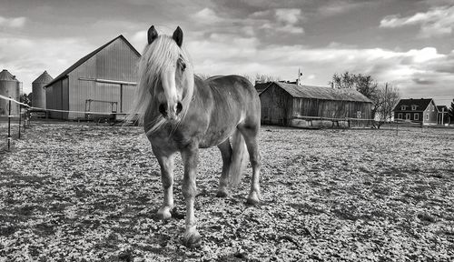 Horse standing on field against sky